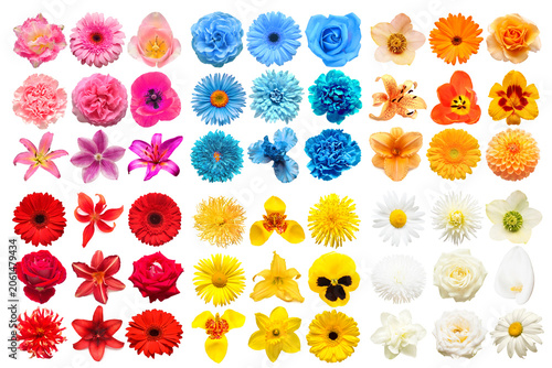 Big collection of various head flowers orange, red, pink, white, blue and yellow isolated on white background. Perfectly retouched, full depth of field on the photo. Top view, flat lay