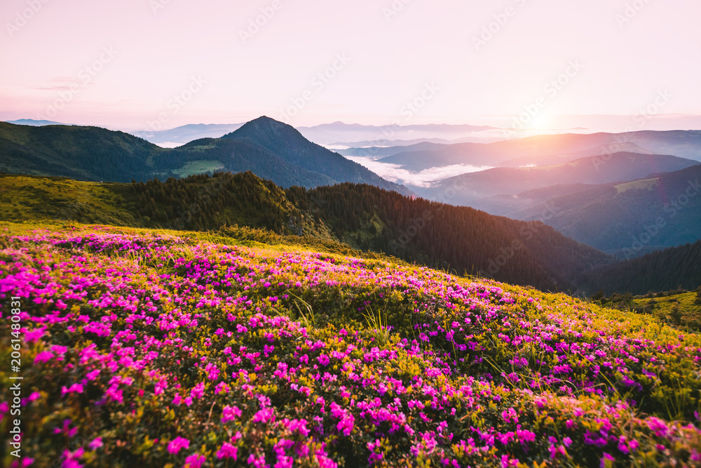 Obraz premium Vibrant rhododendron flowers blanket lush green hills under a breathtaking sunset sky in a serene landscape. Carpathian mountains, Ukraine, Europe.