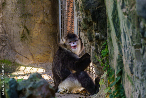 Photography Guizhou snub-nosed monkey