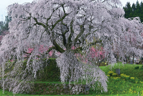 瀧のような奈良県大宇陀の又兵衛桜