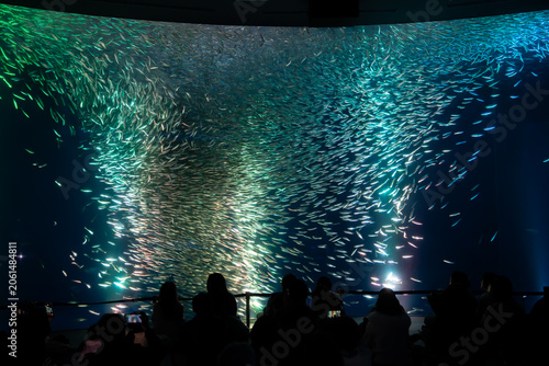 Foto sardines fish storm show with backlight in large aquarium attract tourists to wa