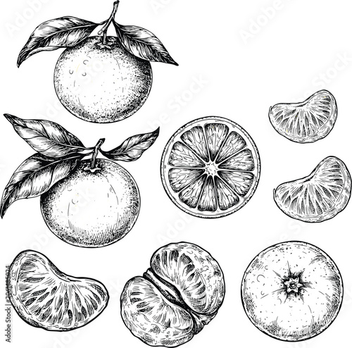 Obraz na płótnie Tangerine citrus fruit vector illustration set with hand drawn vintage engraving style whole slices and segments for healthy organic food design