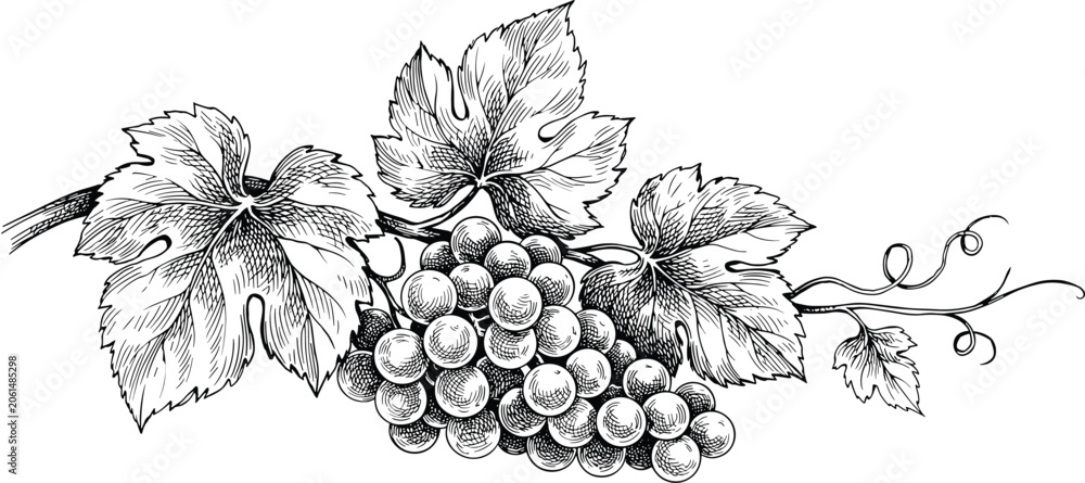 Fototapeta premium Grape bunch vector illustration with hand drawn vintage engraving style textured leaves and curly vine tendrils for wine production agricultural design.