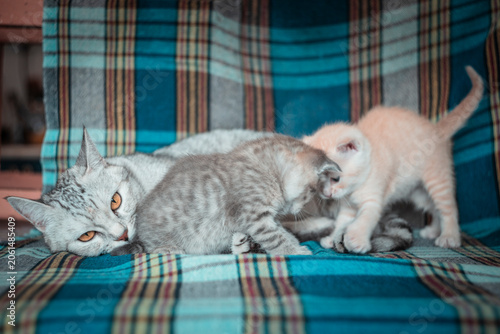 grey cat with small kittens