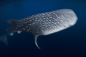 Whale shark swimming in deep blue ocean, underwater long exposure shot