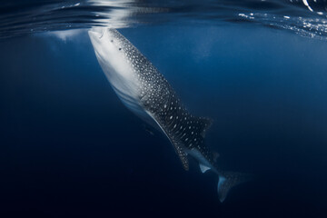 Whale shark feeding in blue sea, underwater wildlife scene