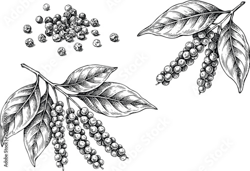 Принти на полотні Black pepper vector illustration set with detailed hand drawn sketch of peppercorn seeds and plant branches with organic spice leaves