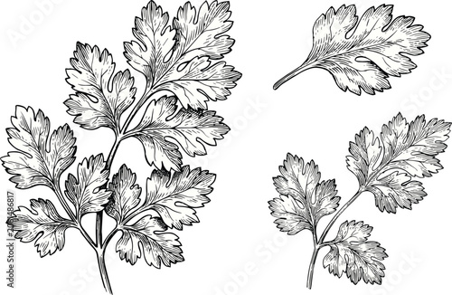 Tableau sur toile Coriander cilantro vector illustration set with detailed hand drawn sketch of fresh green herb leaves for culinary food ingredient design