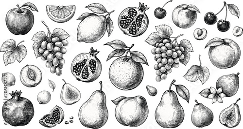 Foto Fruit and berry vector illustration set with detailed hand drawn sketch of apple pear lemon grape pomegranate for organic food design