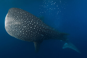 Whale shark disappearing into blue ocean