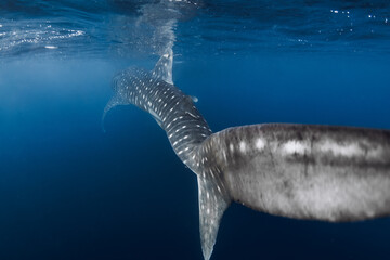 Whale shark from behind in clear blue sea, shark tail underwater