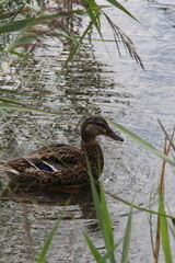 Mallard duck on Thiersee lake in Tyrol Austria close up shot