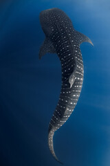 Whale shark underwater in clear blue sea, ocean wildlife scene