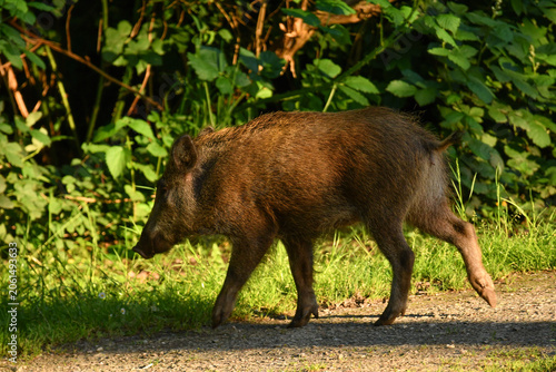 Fotografie Wildschwein
