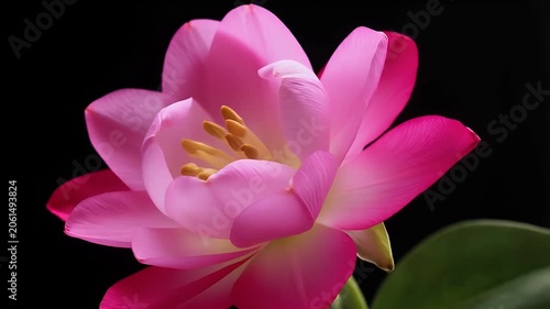 Vibrant pink lotus flower in full bloom against a stark black background with green leaves visible at the base of the stem.