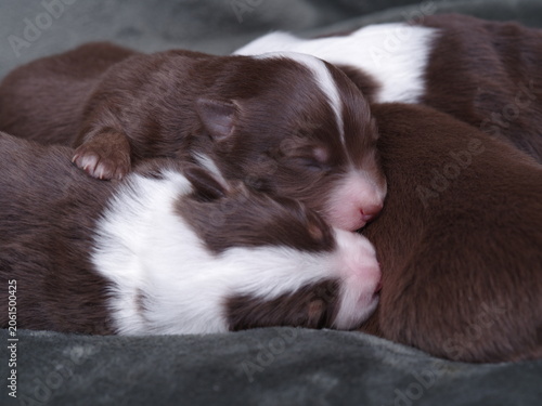 A group of puppies are sleeping on a bed