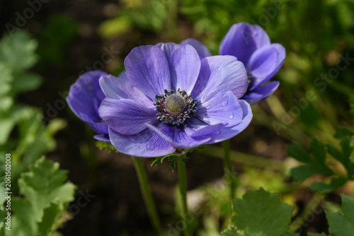 Dark purple anemone flowers in full bloom in an outdoor garden.
