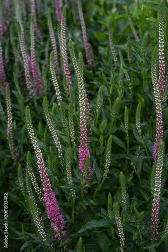 Pink Veronica flowering plant. Pink spike flowers.