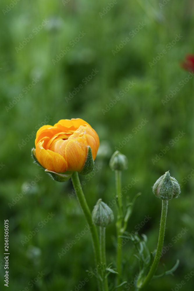Fotografie Beautiful, multiple layers, yellow, ranunculus flower.