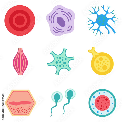 Human microscopic cell types and biological structures collection featuring diverse cells in flat vector illustration for medical research and science education