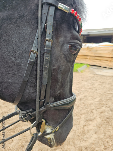 Obraz na plátne Close view of a horse wearing a bridle with decorative beads during a training s