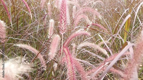 grass in the wind, purple fountain in the field slow motion