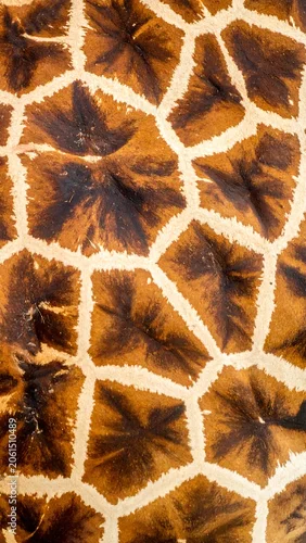 Obraz A close-up of a giraffe's coat pattern with brown and white spots