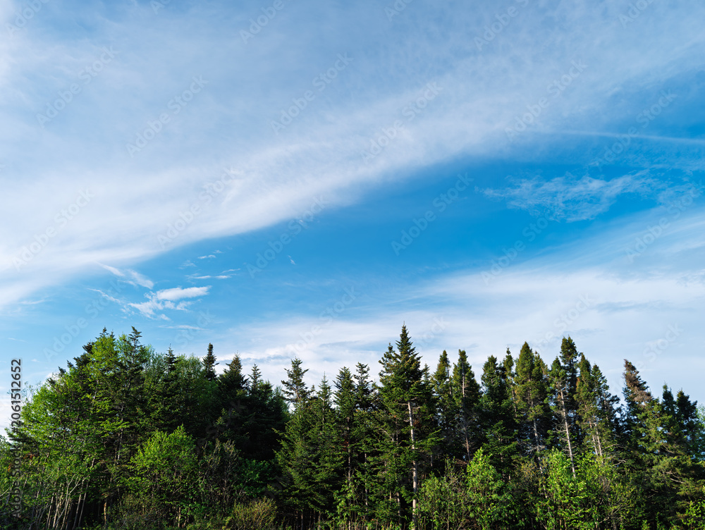 Fototapeta premium Evergreen forest under blue sky with wispy clouds