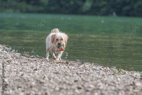 Photos Wet dog retrieving colorful toy from lake beach