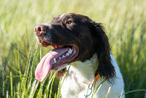 Konstfotografi Happy English Springer Spaniel Panting in Long Summer Grass