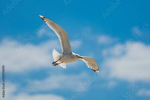 A beautiful white seagull (Herring Gull) in mid-flight, soaring gracefully with its wings fully extended against a vibrant blue sky with soft, blurred white clouds.