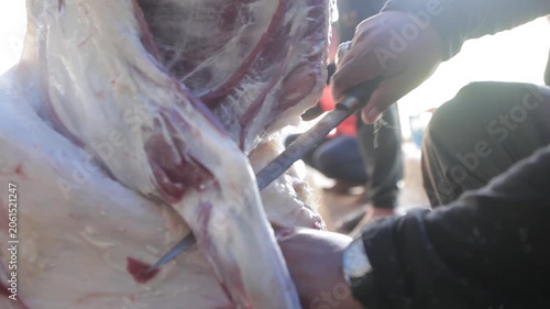 close up of hands cutting goat meat during the slaughter of sacrificial animals on Eid al-Adha