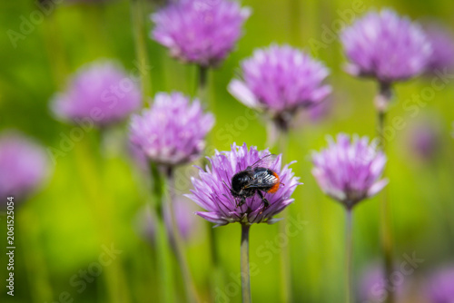 Insecte sur une fleur de trèfle mauve