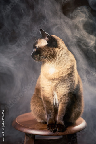 Siamese cat sitting on wooden stool surrounded by dramatic smoke portrait