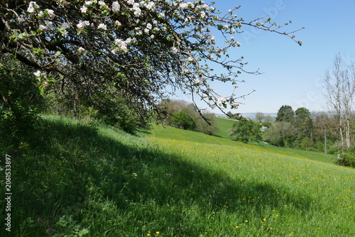 Obstbaumblüte im Hegau