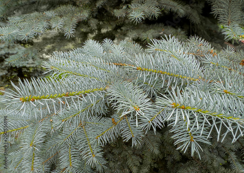 Canvas-taulu Blue spruce branches background, close up of picea pungens needles