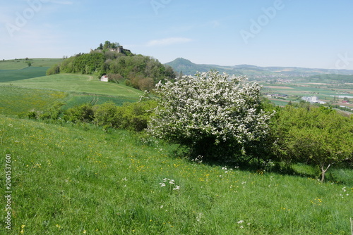 Berg und Burg Mägdeberg im Hegauer Kegelbergland mit blühendem Baum im Frühjahr
