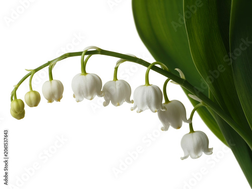 A close-up shot of a delicate branch of white lily of the valley flowers with green leaves against a white background, highlighting its intricate details and natural beauty