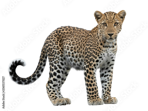 A spotted leopard cub stands tall on a white background, showcasing its wild beauty and unique markings, a captivating jungle predator