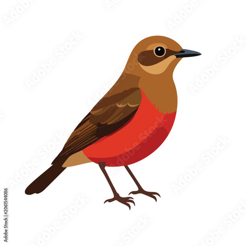 A detailed illustration of a cute European robin bird isolated on white background.