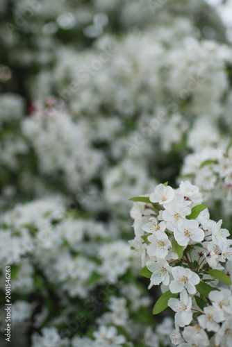 Delicate white spring blossoms in soft focus with abundant copy space, creating an elegant floral background. The image captures the beauty of blooming branches, and fresh seasonal growth
