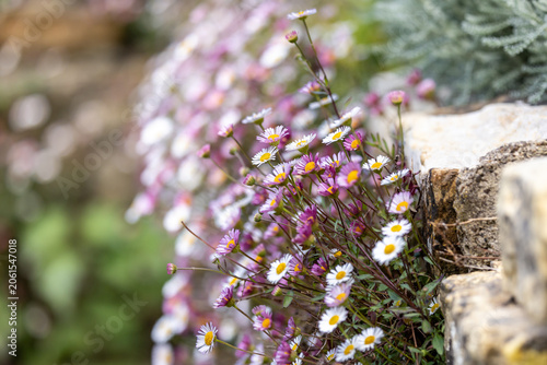 Pretty erigeron daisies in bloom in the spring sunshine, with selective focus