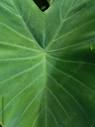 Obraz na plátně Taro Leaf Texture | Colocasia Leaf Veins | Green Botanical Macro 4K