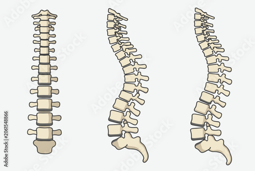 Anatomical illustration of the human spine shown from three different perspectives to illustrate vertebral alignment and posture.