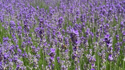 a lavender field and a gentle breeze