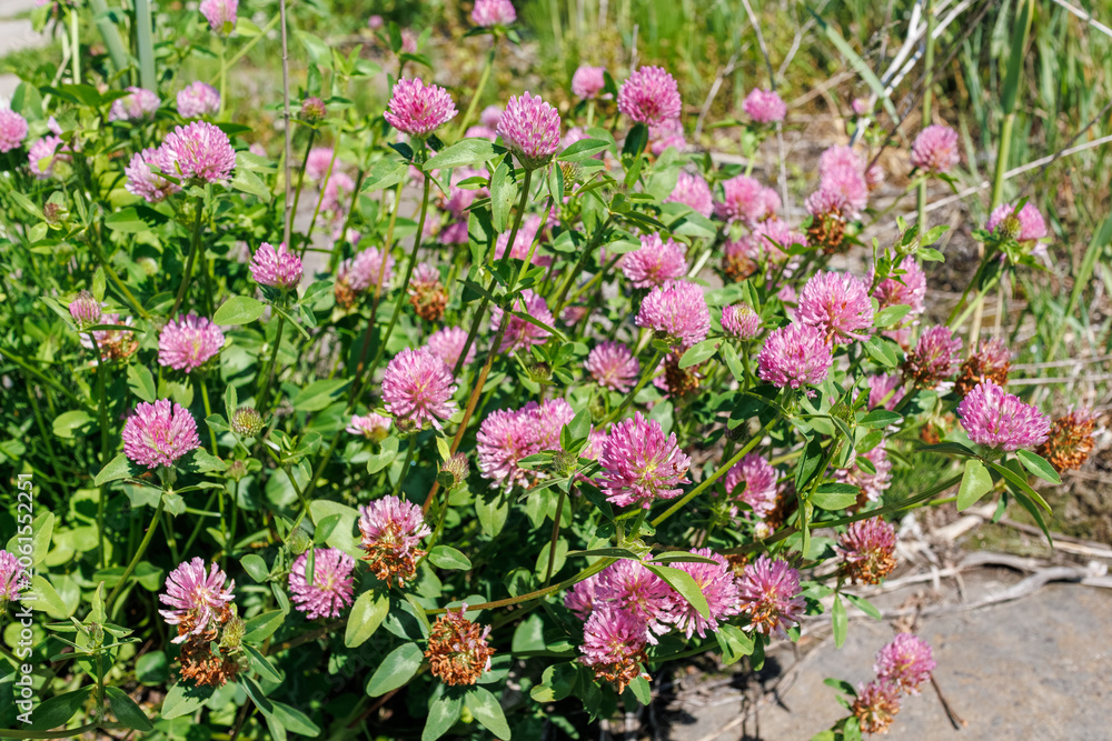 Fototapeta premium Vibrant pink red clover blossoms blooming in abundance on a sunny day