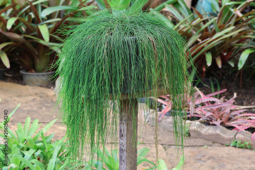 Casuarina equisetifolia L. small plant growing in the flowerpot 