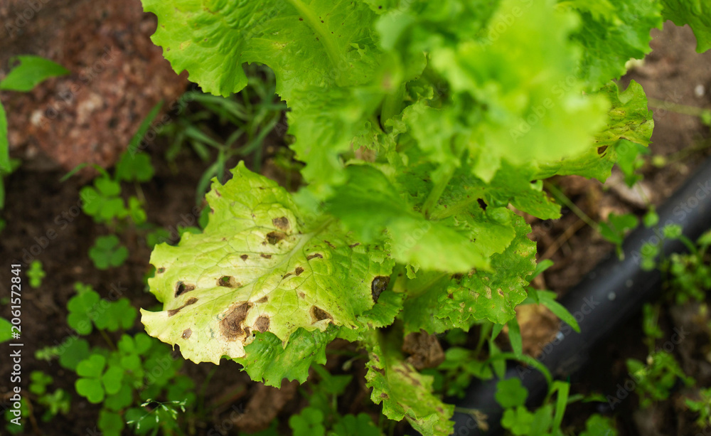 Fototapeta premium Lettuce plant showing symptoms of disease. Damaged leaves with brown spots and discoloration. Plant health issue in garden. Close-up view of ailing vegetable crop.