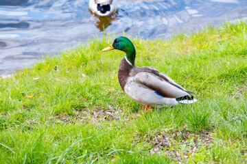 Duck in the park. High quality photo