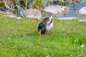 Duck in the park. High quality photo